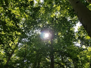 Sun shining through tree leaves
